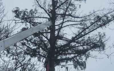 A Comprehensive Guide to Tree Removal Costs & How to Save Money on Tree Services