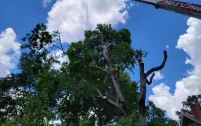 Understanding the Role of Tree Services in Storm Damage Prevention