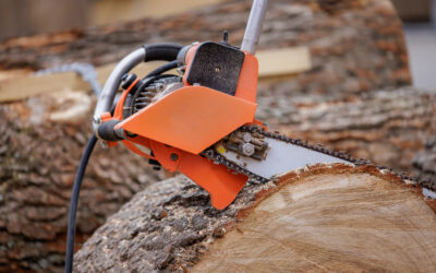 10 Signs You Need Professional Tree Services ASAP!