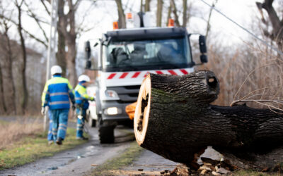 DIY Tree Services Gone Wrong: The Cost of Inexperience