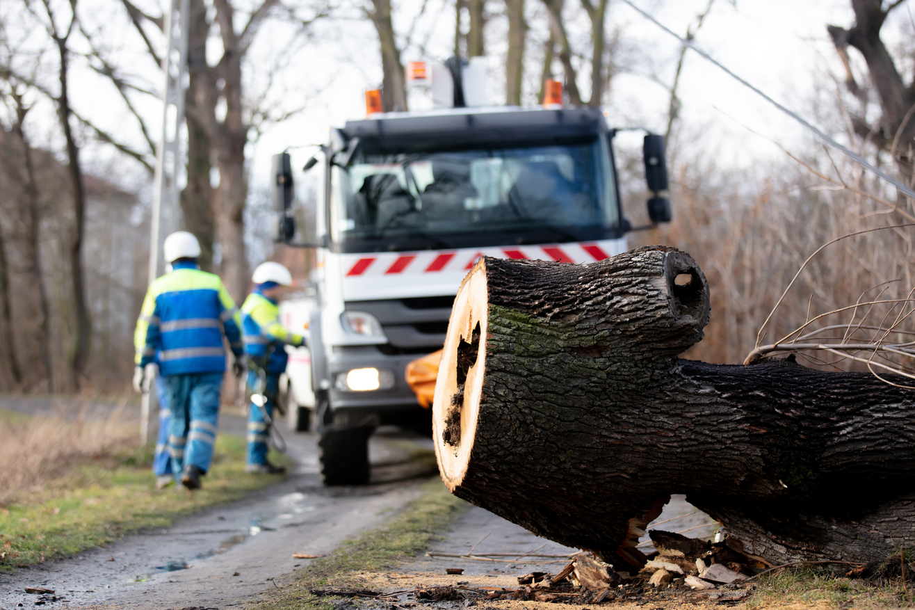 DIY Tree Services Gone Wrong Tree Worx