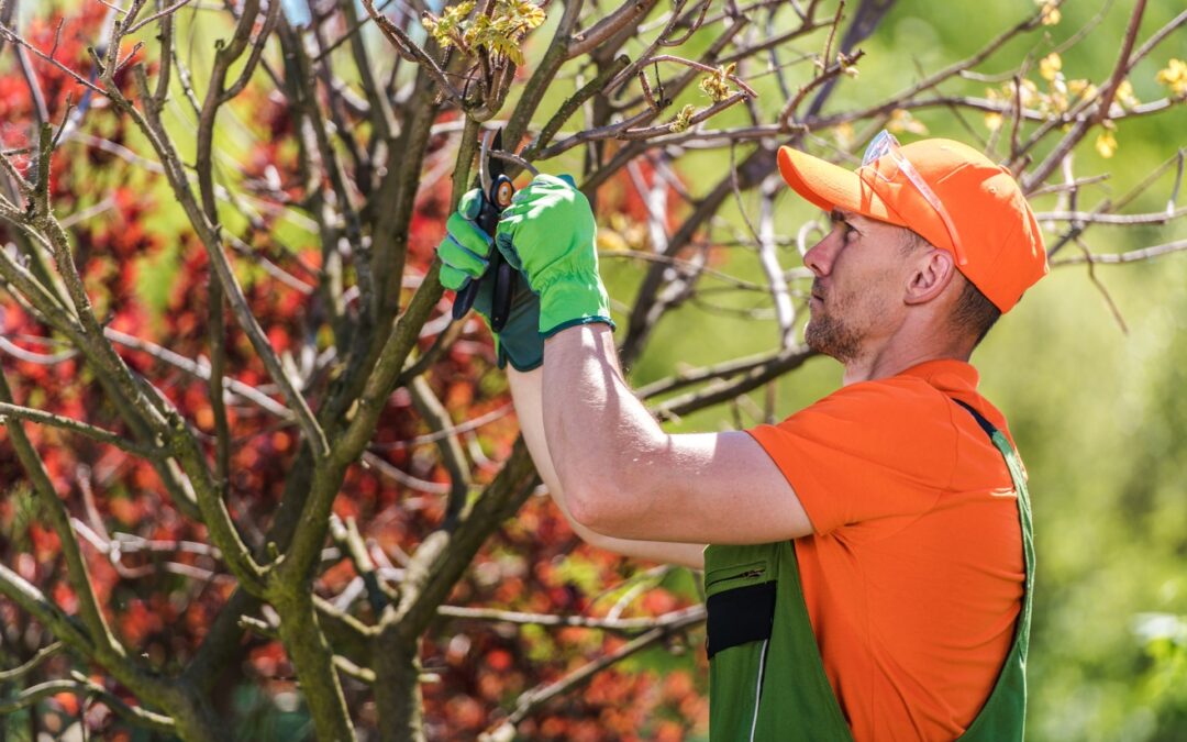 Tree Risk Assessment: Keeping Your Property Safe and Secure