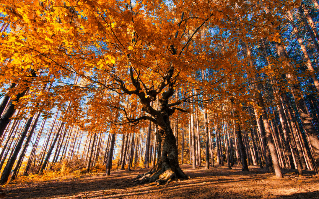 Tree Preservation: Protecting the Natural Beauty of Your Community