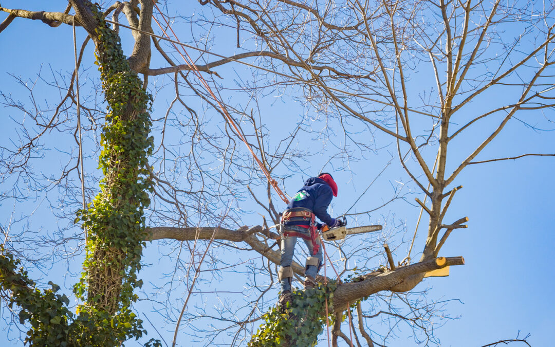 Tree Removal: Understanding the Process and Benefits