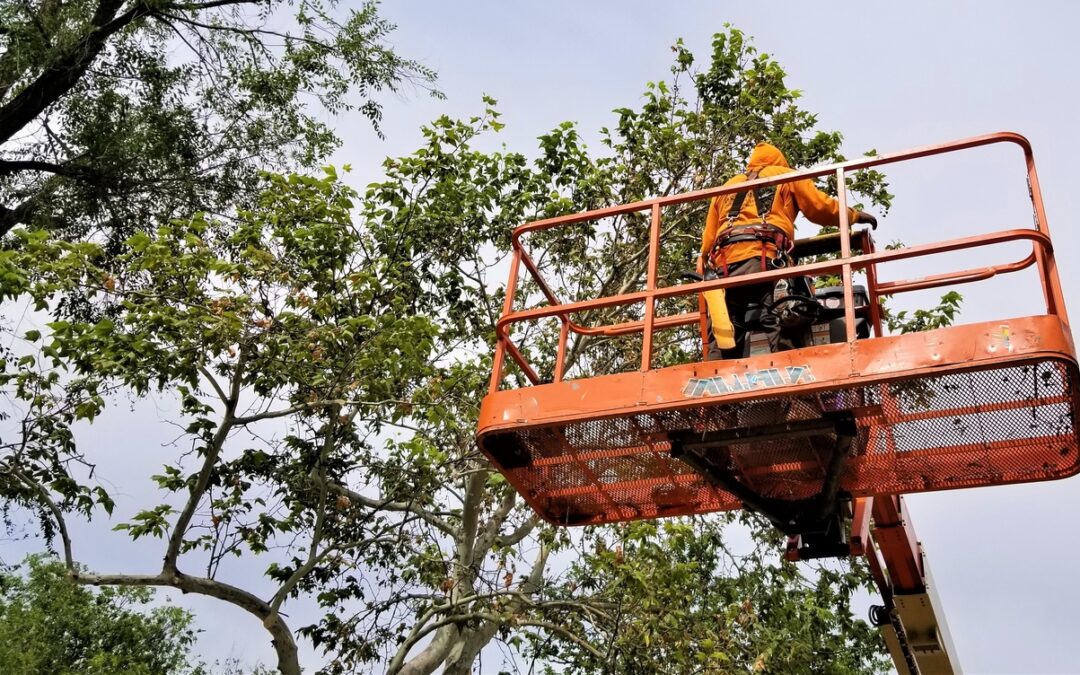 Benefits of Tree Services for Your Property Value