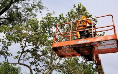 Benefits of Tree Services for Your Property Value