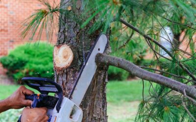 Tree Pruning: A Guide to Maintaining a Healthy Landscape