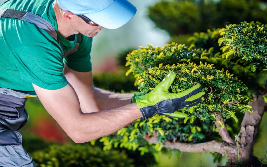 Tree Services: The Importance of Hiring a Certified Professional