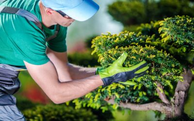 Tree Services: The Importance of Hiring a Certified Professional